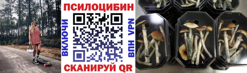 Псилоцибиновые грибы Psilocybe  Купить  Светлогорск 